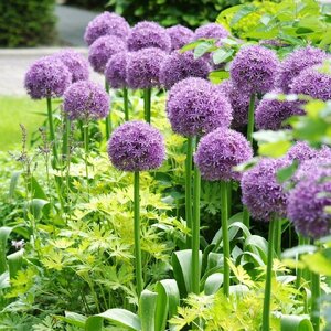 Аллиум Гладиатор (Allium Gladiator), 1 шт (разбор 20/22) - картинка 3