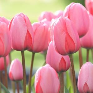 Тюльпан Пинк Импрешн (Pink Impression), 5 шт (разбор 11/12) - картинка 2