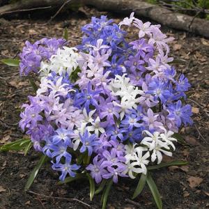 Хиондокса смесь (Chionodoxa Mixed), 25 шт (разбор 5/6) - картинка 2
