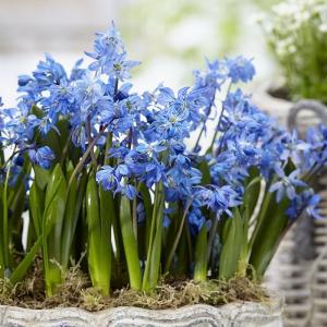 Сцилла Сибирская (Scilla siberica), 50 шт - картинка 1