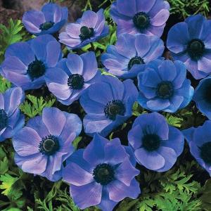 Анемона Де Каен Мистер Фоккер (Anemone de Caen Mr. Fokker), 20 шт (разбор 5/6) - картинка 1
