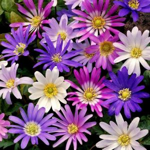 Анемона Бланда смесь (Anemone blanda mix), 25 шт (разбор 5/6) - картинка 1