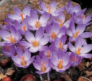 Крокус Специосус Конкерор (Crocus speciosus Conqueror), 20 шт (разбор 5/7) - картинка 2