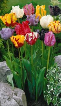 Тюльпан попугайный смесь (Tulipa Parrot Mixed), 10 шт (разбор 11/12) - картинка 2