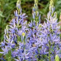 Камассия Блю Мелоди (Blue Melody), 15 шт (разбор 6/7)