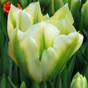 Тюльпан Спринг Грин (Spring Green), 10 шт (разбор 12/14) - картинка 3
