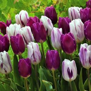 Тюльпан Пёпл Пэшн смесь (Purple Passion - Passionale/Flaming Flag), 15 шт - картинка 1