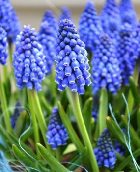 Мускари Арменикум (Muscari armeniacum), 50 шт - картинка 1