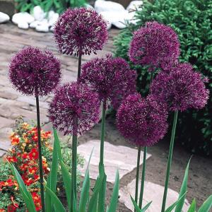 Аллиум Пепл Сенсейшн (Allium Purple Sensation), 15 шт - картинка 1