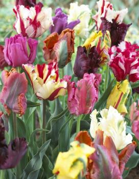 Тюльпан попугайный смесь (Tulipa Parrot Mixed), 10 шт (разбор 11/12) - картинка 1