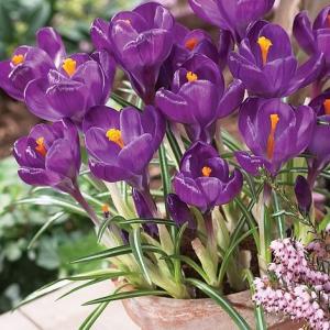 Крокус Флауер Рекорд (Flower Record), 5 шт (разбор 8/9) - картинка 1